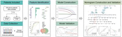 An online survival predictor in glioma patients using machine learning based on WHO CNS5 data